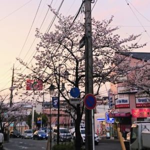 地元、青葉台の桜台で桜を見ました
