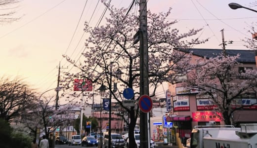 地元、青葉台の桜台で桜を見ました