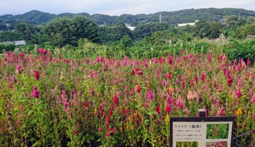 城山（神奈川県）に登ってきました＆お役立ち情報（後編）