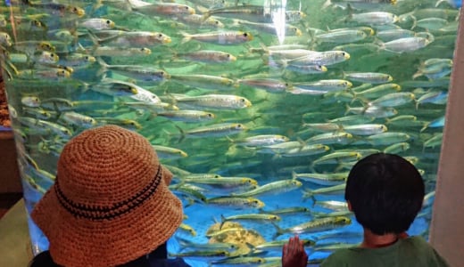 しながわ水族館に行ってきました