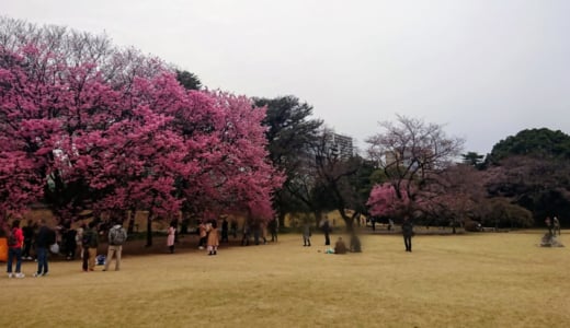 小さなお子さん連れのお花見にお薦めの「新宿御苑」