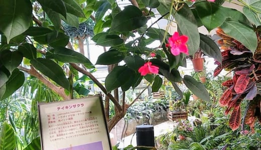 渋谷の癒しスポット☆100円で入れる「ふれあい植物センター」（トイレ情報有）