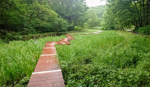 中山駅から徒歩15分！蛍が生息する里山の風景がそのまま残る「四季の森公園」
