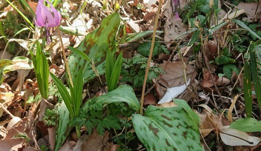 片倉駅から徒歩5分！入園無料の「片倉城跡公園」にはカタクリのお花がたくさん咲いていました（トイレ情報・注意事項有）