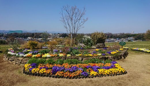 凧あげができる芝生広場が人気の「片倉つどいの森公園」（入園無料）の花壇のお花がとっても綺麗でした！（水飲み場・自販機・トイレ情報、注意事項有）