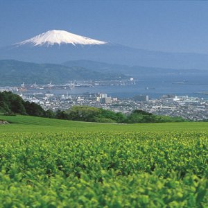 『静岡市災害ボランティアセンター』が立ち上がったそうです