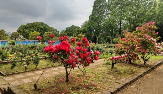 四季折々の花を、ベビーカーや車椅子利用者でも楽しめる「相模原北公園」
