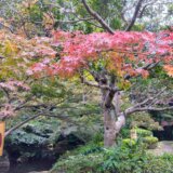町田駅から徒歩13分の「芹ヶ谷公園」に行ってきました