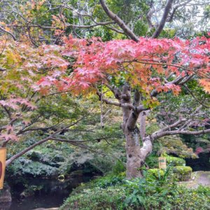 町田駅から徒歩13分の「芹ヶ谷公園」に行ってきました